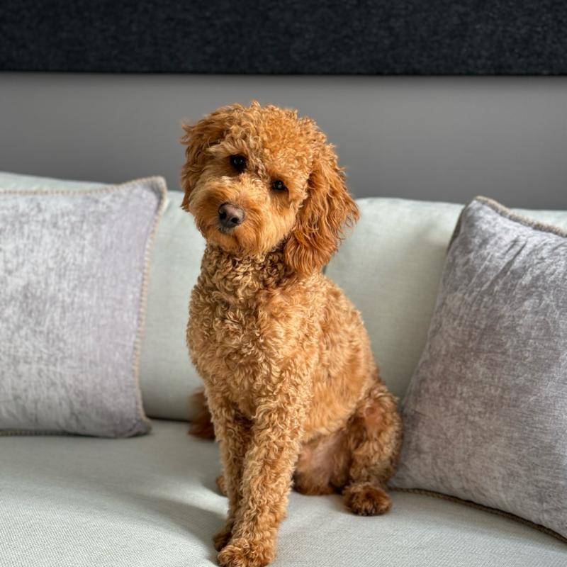 Goldendoodle petbnb