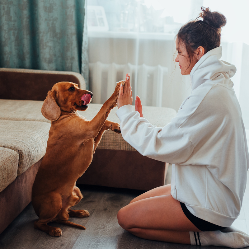 Haustierprofil: So vereinfacht es Pet Sitting und macht es sicherer