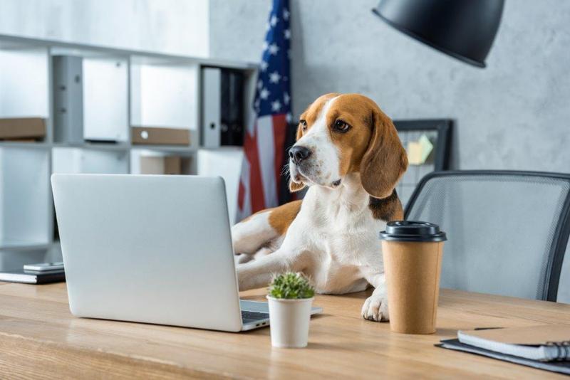 5 redenen om je hond mee te nemen naar je werk