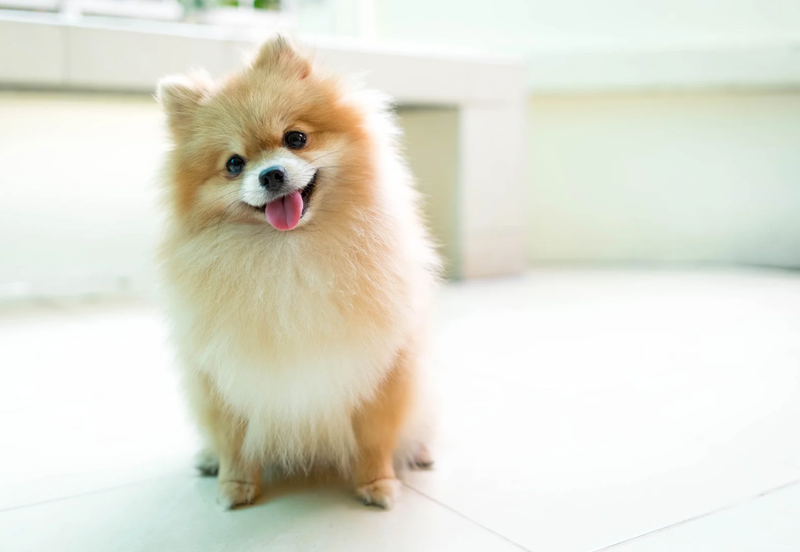 De Pomeriaan: een kleine hond met een grote persoonlijkheid