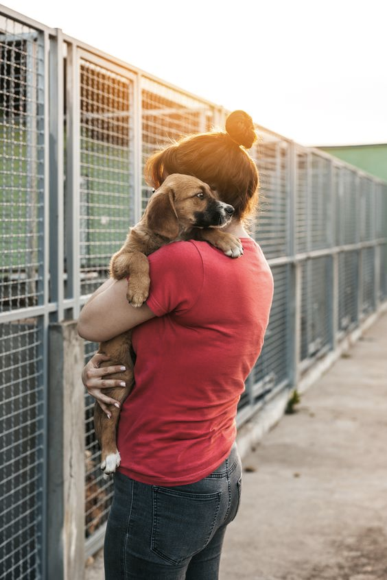 Donatie aan dierenasiel met kerst