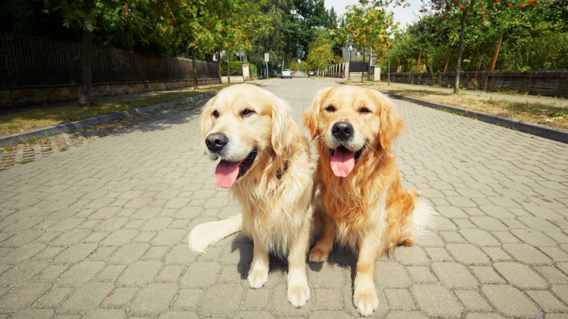 “Twee Golden Retrievers die rustig naast elkaar staan in een stille woonstraat.