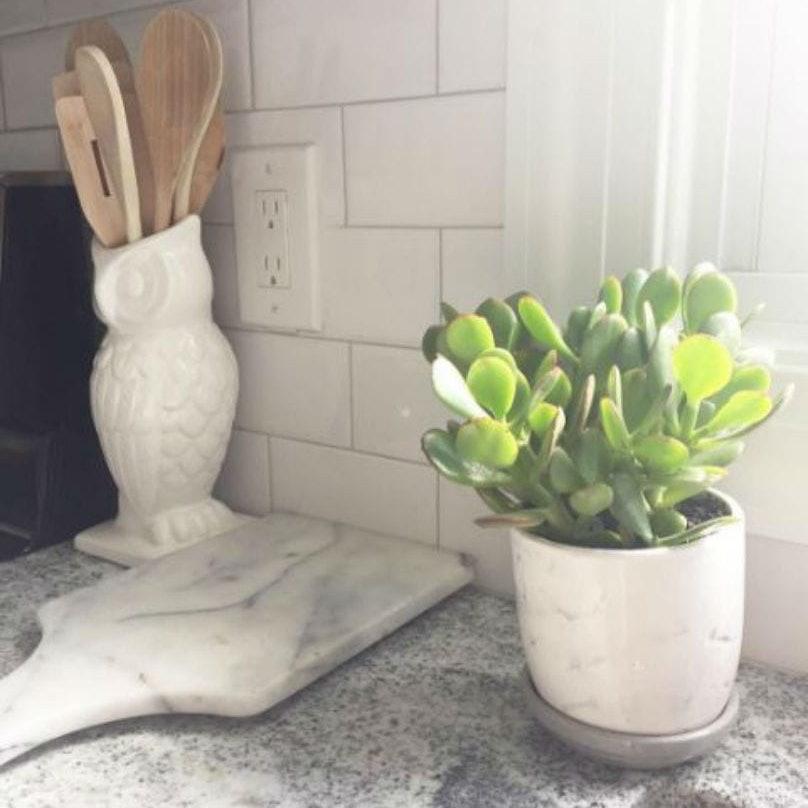 crassula jadeplant