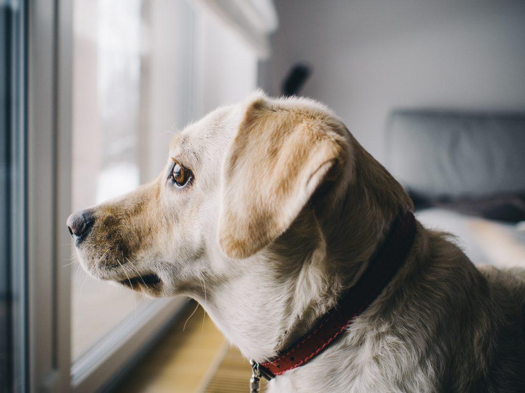 Hond alleen thuis in mand