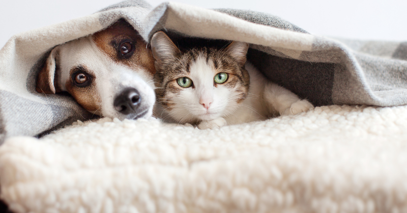 Vuurwerktraining voor honden en katten: 2 technieken tegen vuurwerkangst