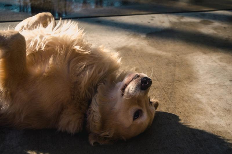 Frohe Ostern: Wie du mit deinem Hund das Fest genießt