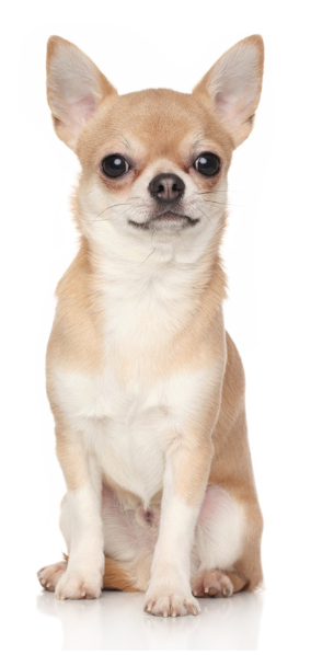 Chihuahua staand op grasveld