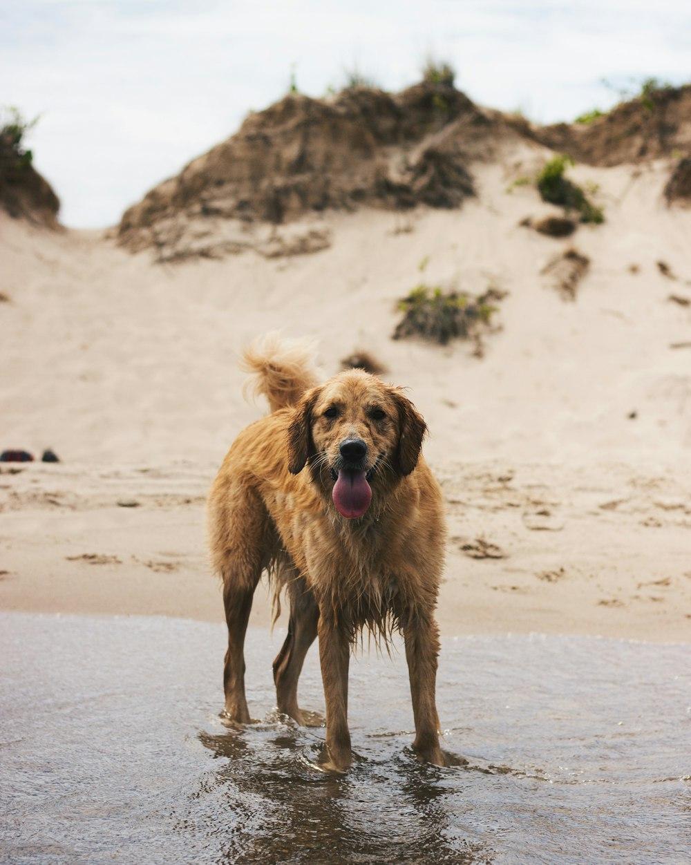 Natte hond wordt afgedroogd