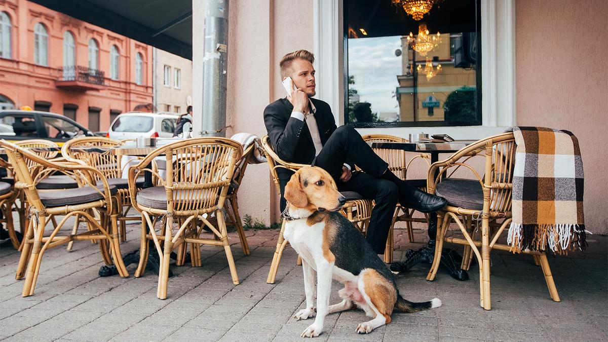 Hond in openbaar met voorbijgangers