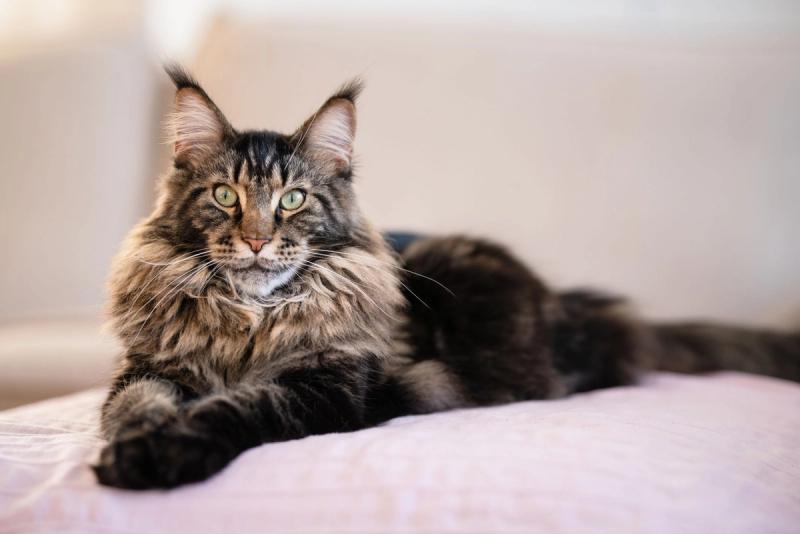 7 kattenrassen met de meeste vacht: katten die koninklijk pluizig zijn!