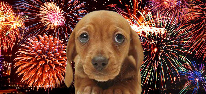 1,2 miljoen honden gaan een slechte week tegemoet