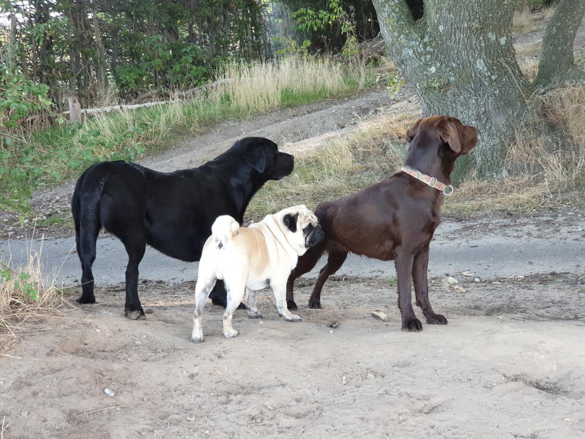 Drie honden wachten rustig op een pad