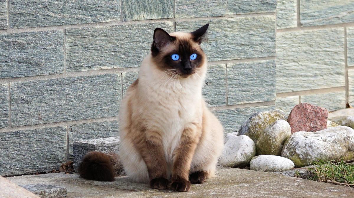 Siamkatze als Therapiekatze: Ihre tiefen blauen Augen und ihr elegantes Erscheinungsbild machen sie zu einer ausgezeichneten Wahl für therapeutische Zwecke, besonders bei der Förderung emotionaler Bindungen.