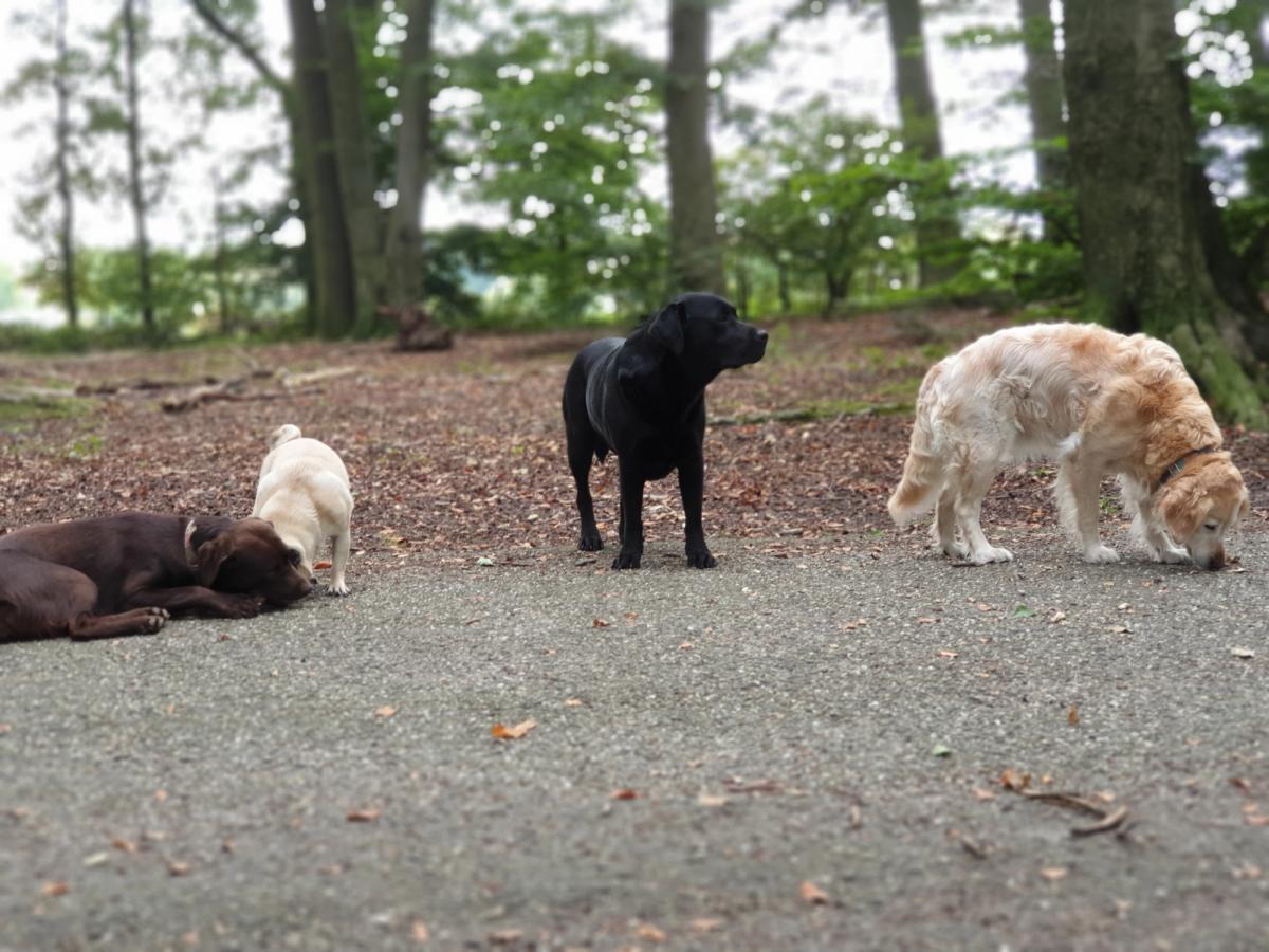 Rustmoment met vier loslopende honden in het bos