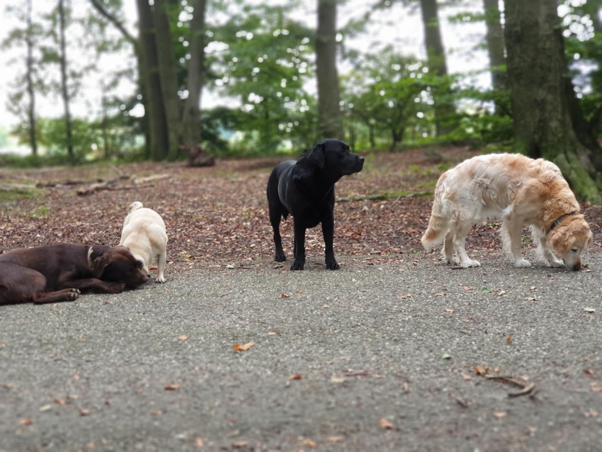Rustmoment met vier loslopende honden in het bos
