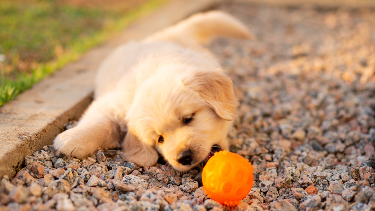 Golden Retriever met lange vacht