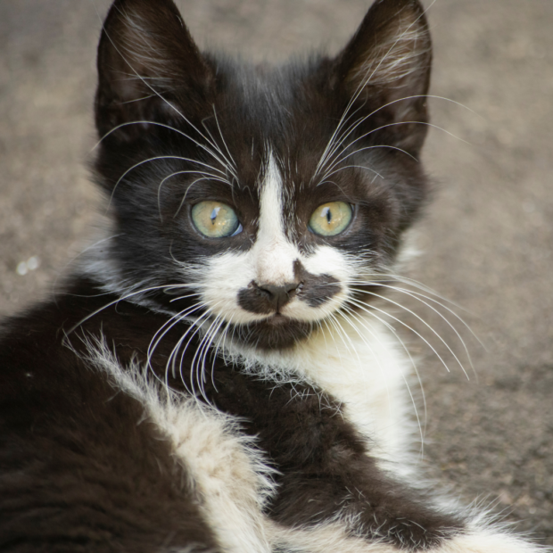 Movember: 10 lustige Fotos von Katzen und Hunden mit Schnurrbart