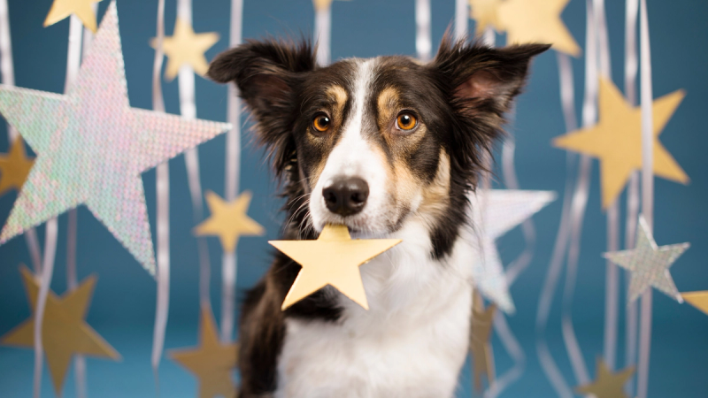 Paw-vision Song Contest 2025: de finalisten per land!