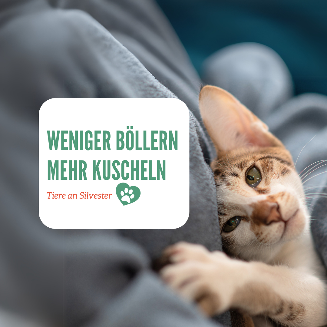 Aufruf um Tiere an Silvester zu schützen