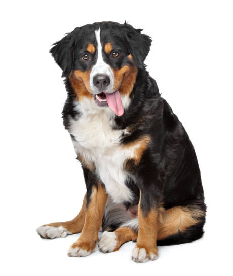 Berner Sennenhond met driekleurige vacht