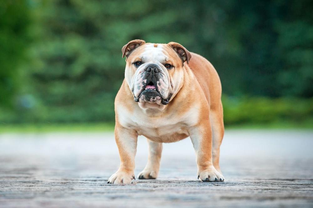Engelse Bulldog
