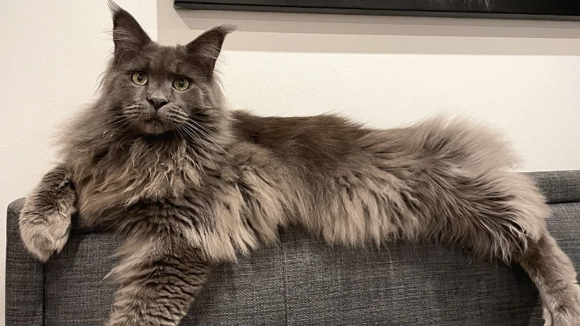 Maine Coon met indrukwekkende vacht