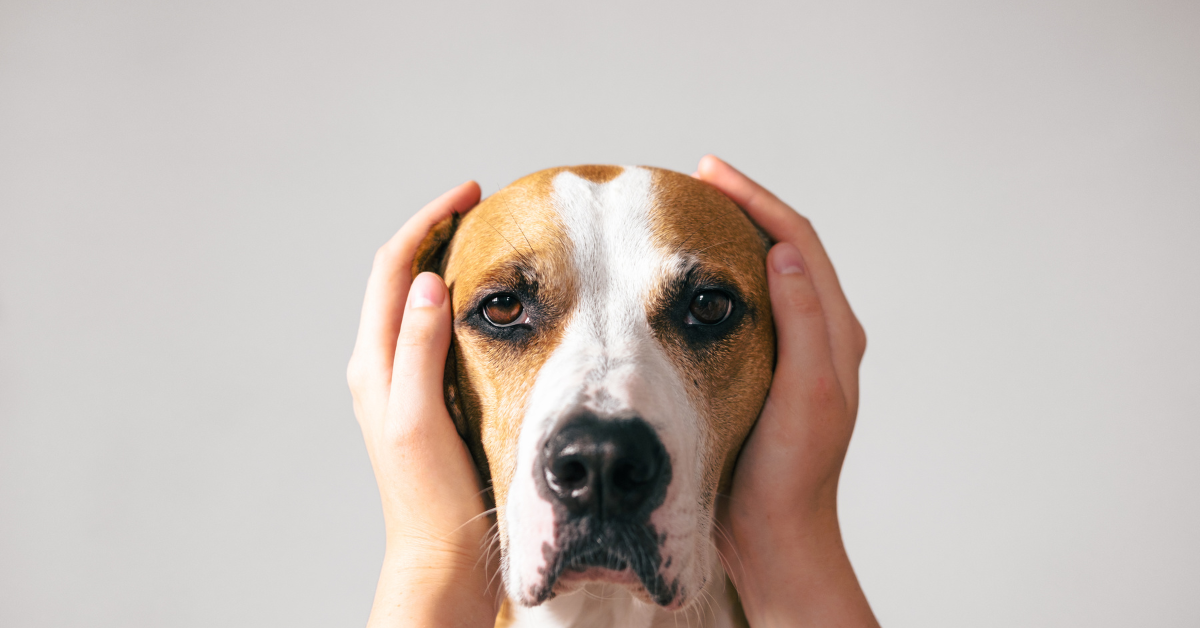 Hond ontspant binnenshuis tijdens vuurwerk