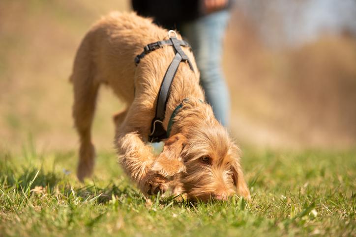 7 dingen waar honden stiekem niet zo van houden