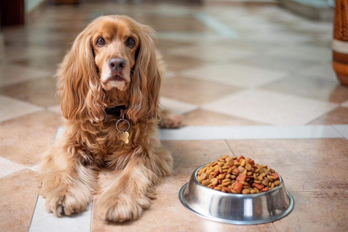 10 nuttige tips als jouw hond een moeilijke eter is!