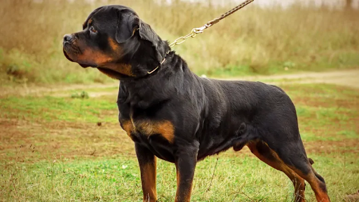 Rottweiler hond