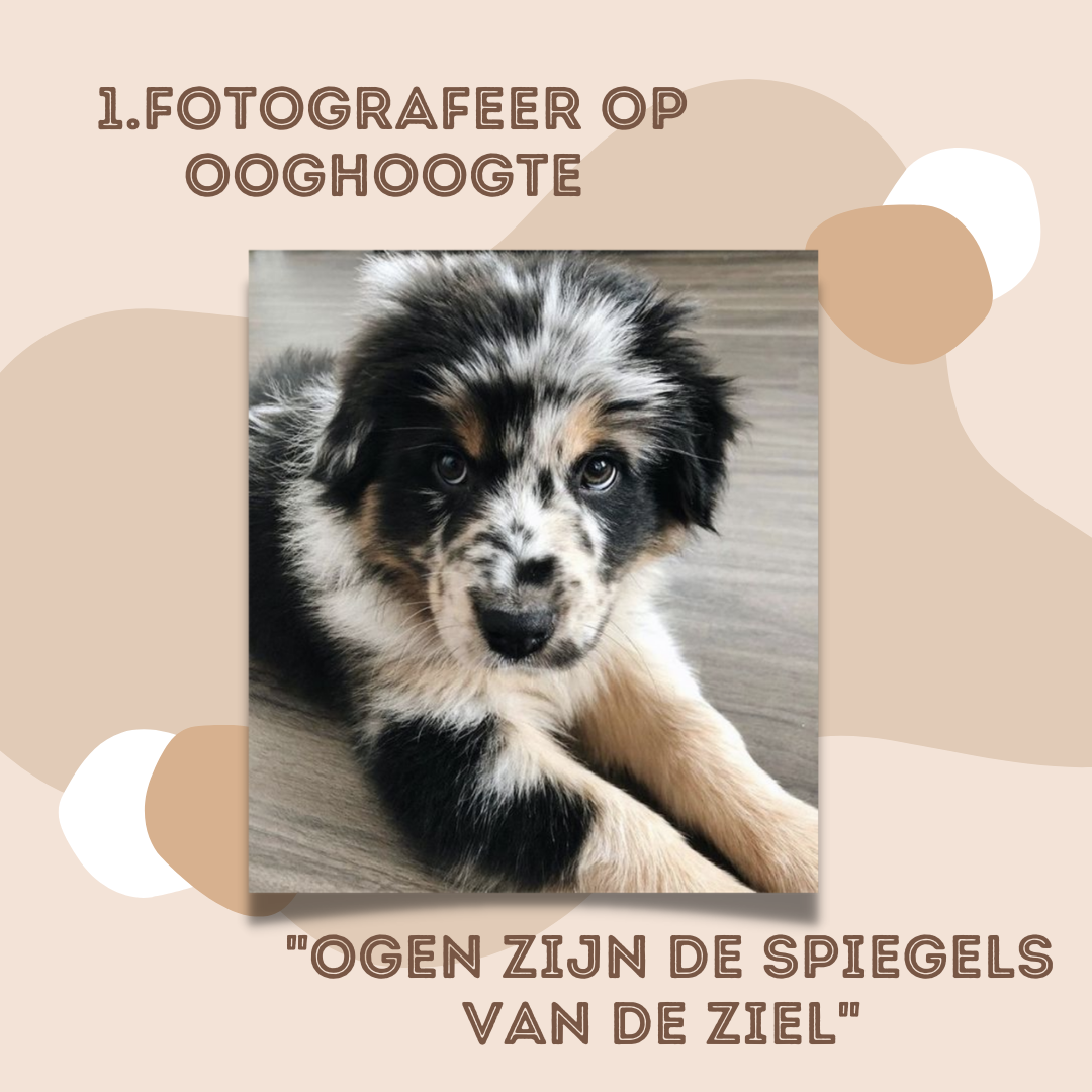 Close-up huisdier op ooghoogte