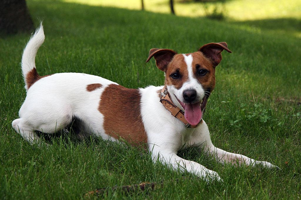 Jack Russel op schoot