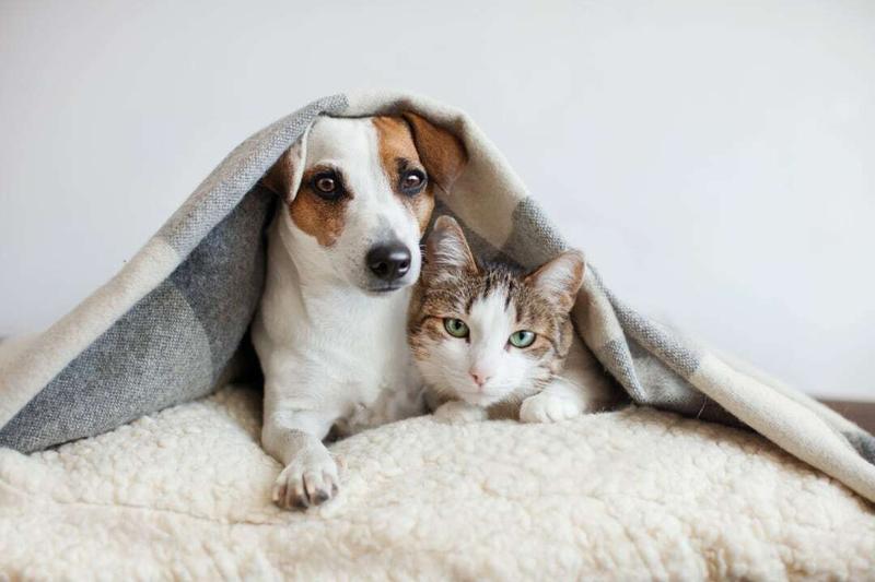 8 tips om honden en katten samen te laten leven