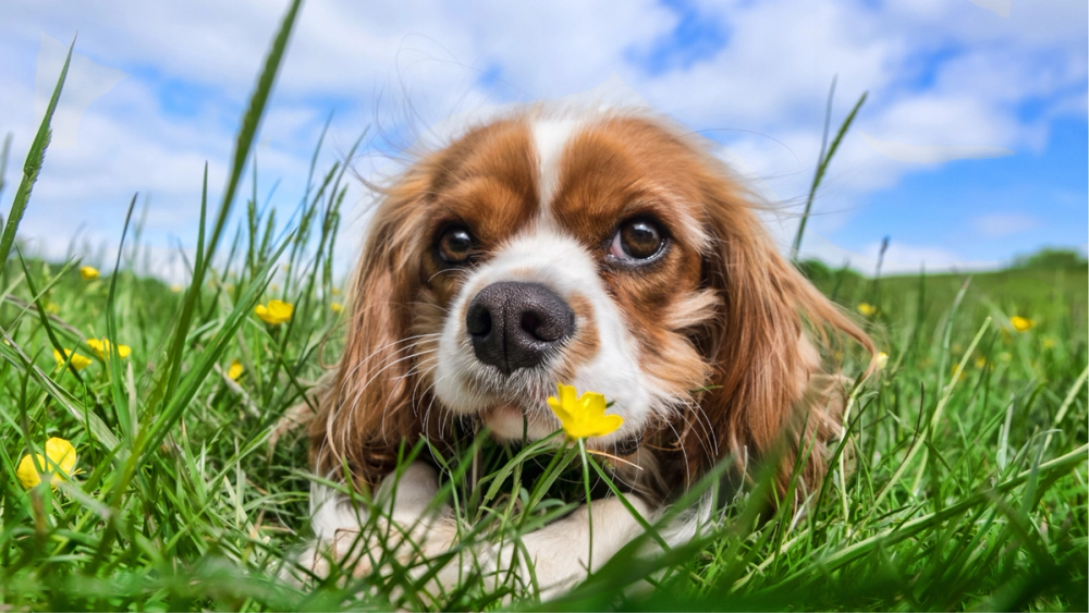 Cavalier King Charles Spaniel