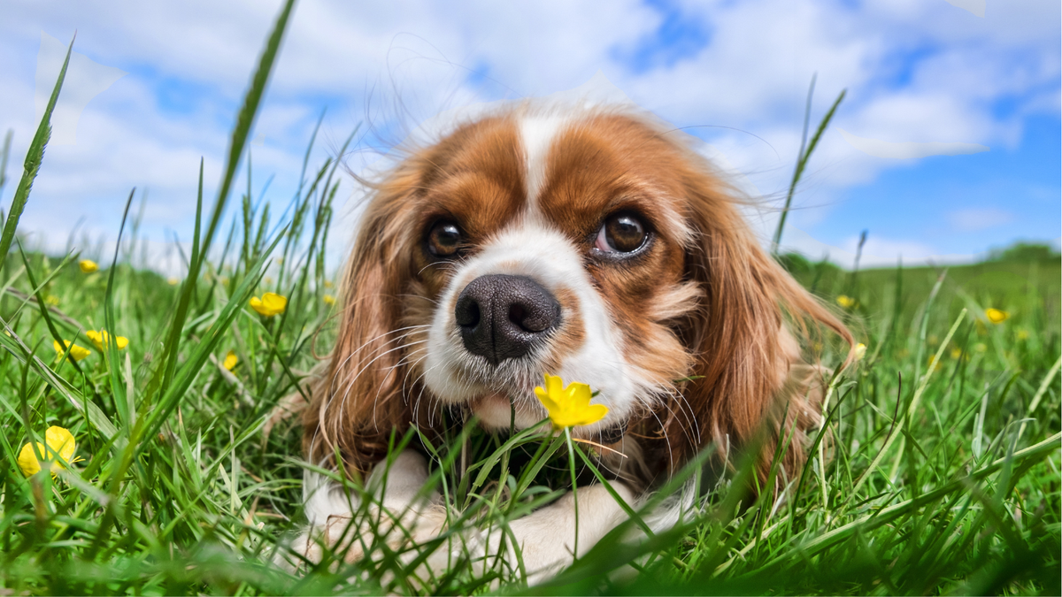 Cavalier King Charles Spaniel op de bank
