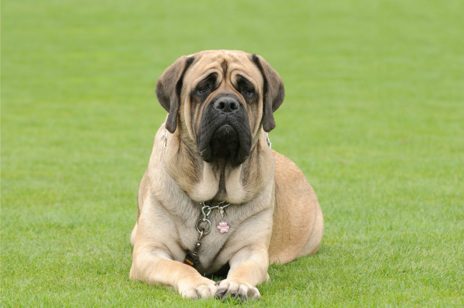 Grote Engelse Mastiff in rusthouding