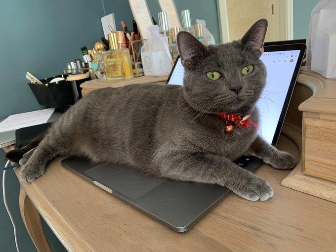 Kat ligt over toetsenbord tijdens thuiswerken