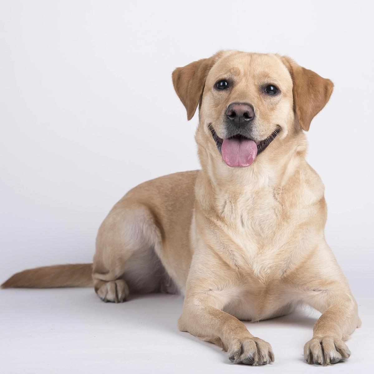 Labrador Lola, Hund von Halterin Petra, beim Rückruf-Training - Labradors sind bekannt für ihre Freundlichkeit und Gehorsamkeit.
