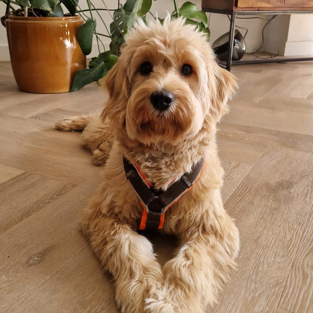 Goldendoodle Petbnb