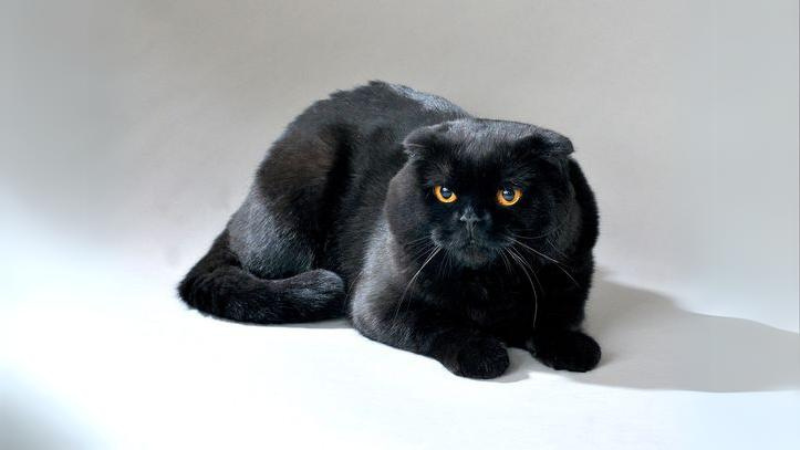 Eine niedliche Schottische Faltohrkatze mit kleinen, nach vorne gefalteten Ohren und einem runden Gesicht vor einem weißen Hintergrund.