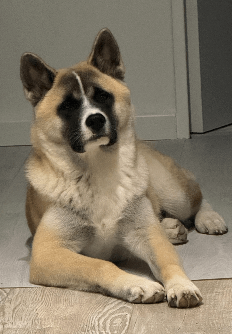 Dennis Dittrichs Hund: Ein Akita Inu namens “Yujiro”