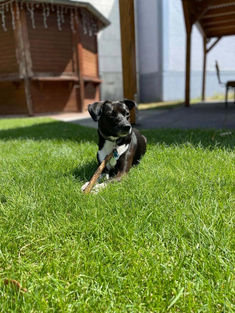 Hund von Marcel: Lennox