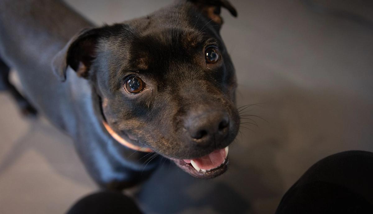 Nahaufnahme eines schwarzen Hundes, der aufmerksam in die Kamera blickt