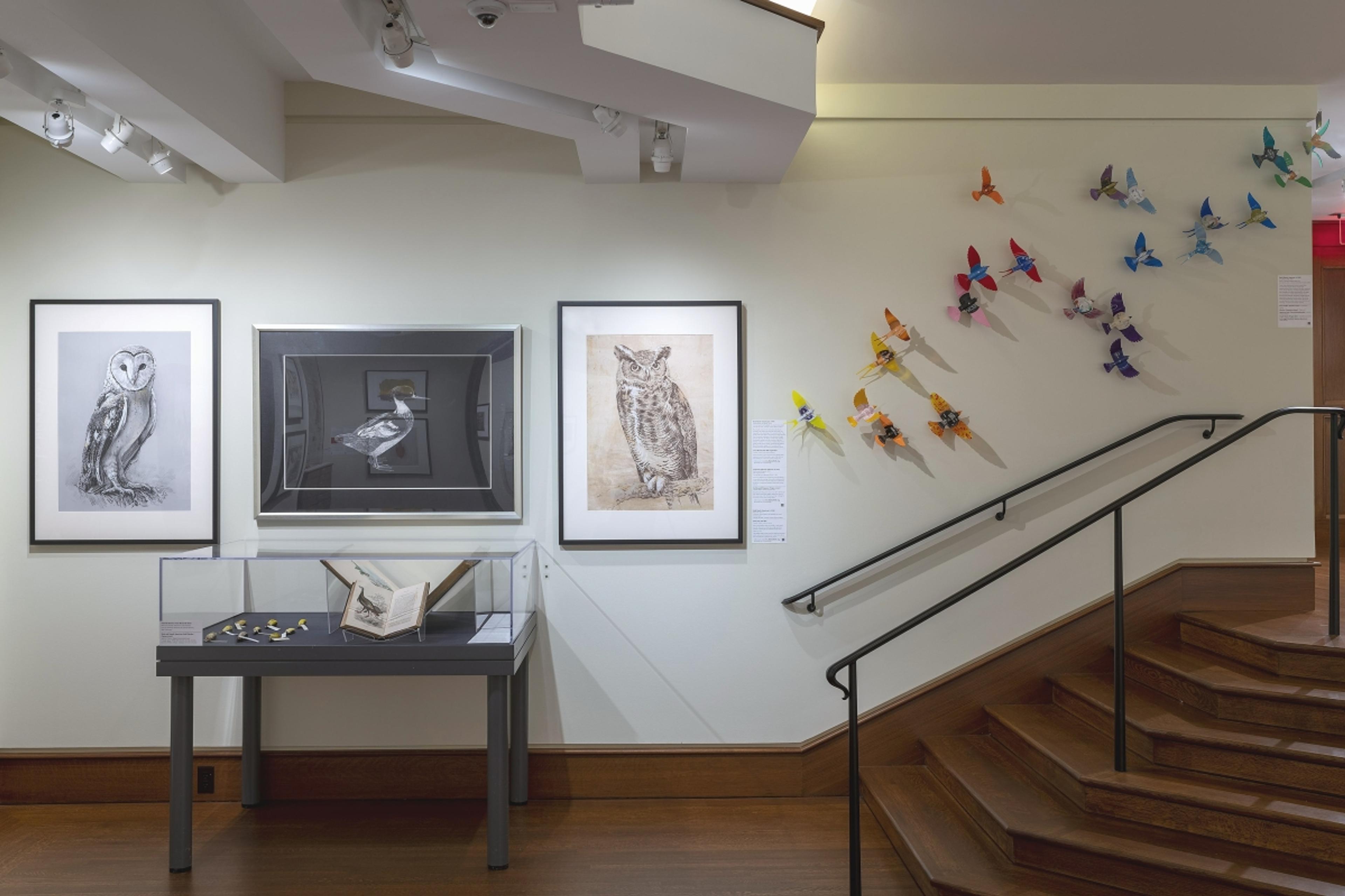 Birds of the Northeast: Gulls to Great Auks at Fairfield University Art Museum