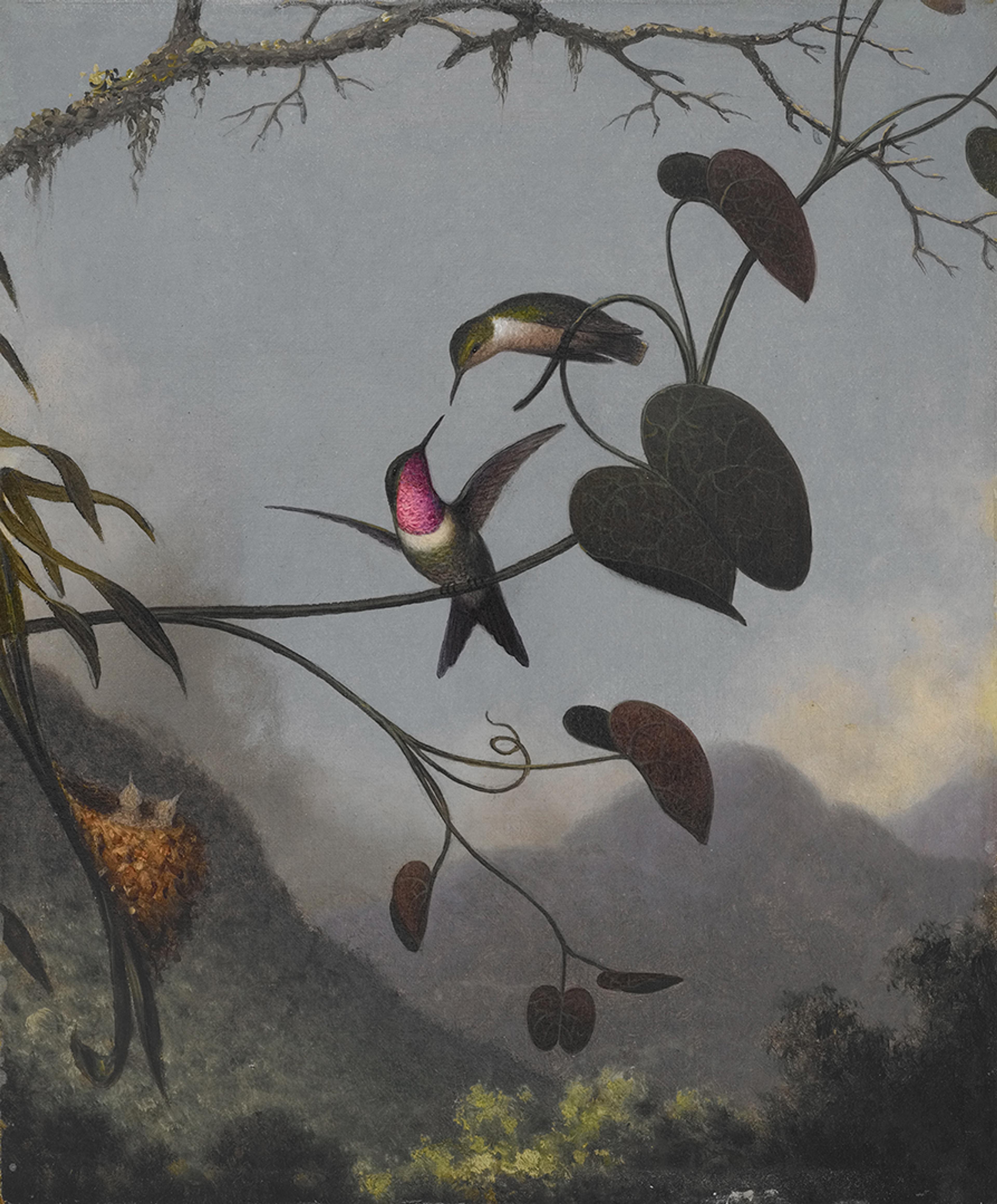 Martin Johnson Heade Amethyst Woodstar hummingbirds
