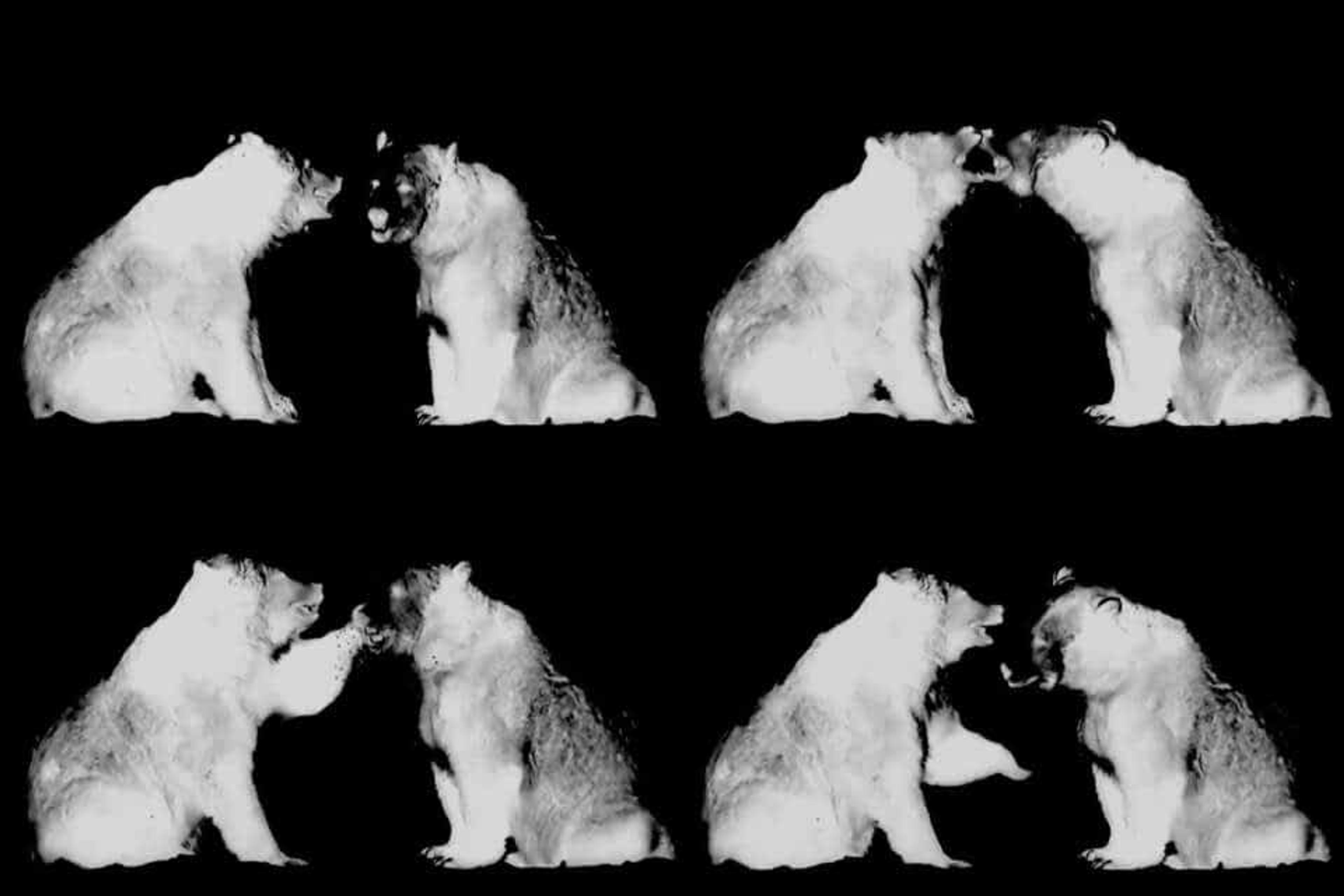 Lauren Strohacker & Kendra Sollars', Video Projection titled Animal Land, will be on display at the NMWA's Un/Natural Selections Exhibit debuting May 22. Photo: Lauren Strohacker & Kendra Sollars