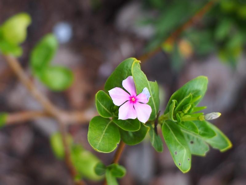 🌸Madagascar periwinkle