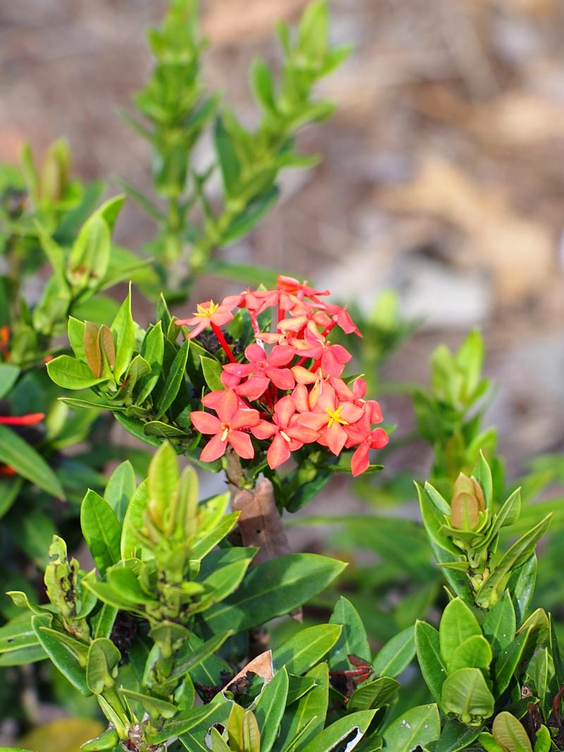 🌺 Ixora coccinea