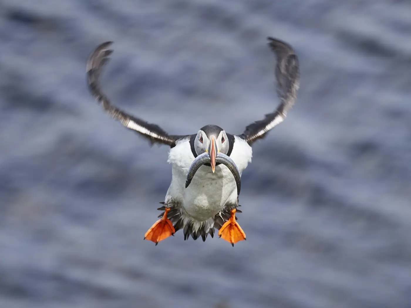 Ein Papageitaucher im Landeanflug