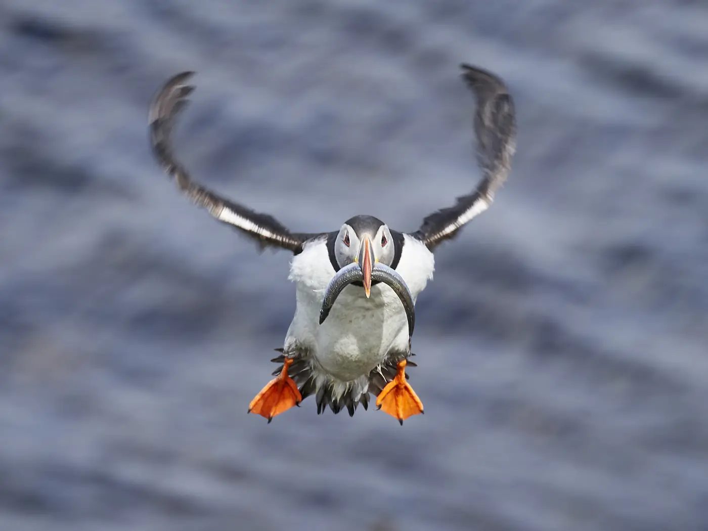 Ein Papageitaucher im Landeanflug